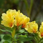 Dernière floraison. au jardin