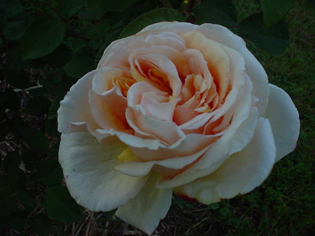 dernière rose