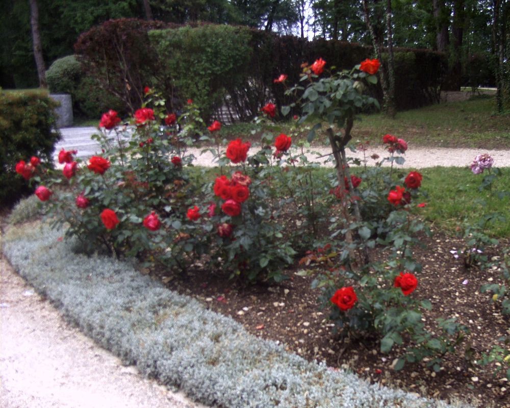 Dernière rose