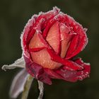 Dernière rose