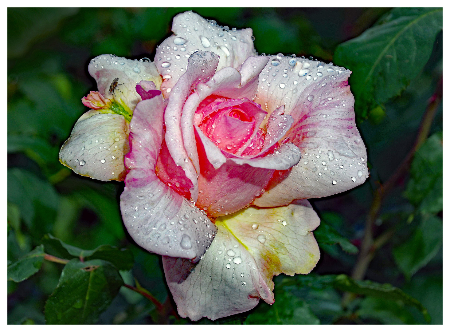  dernière  rose d automne  au jardin....