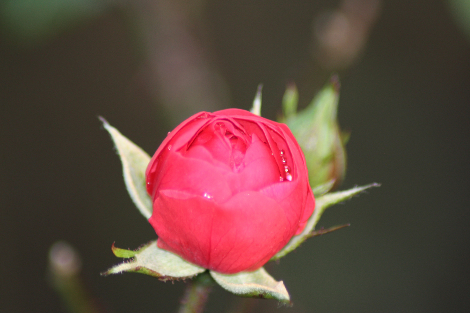 dernière rose du jardin