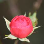 dernière rose du jardin