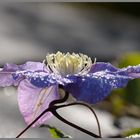 dernières clématites du jardin avant le repos hivernale