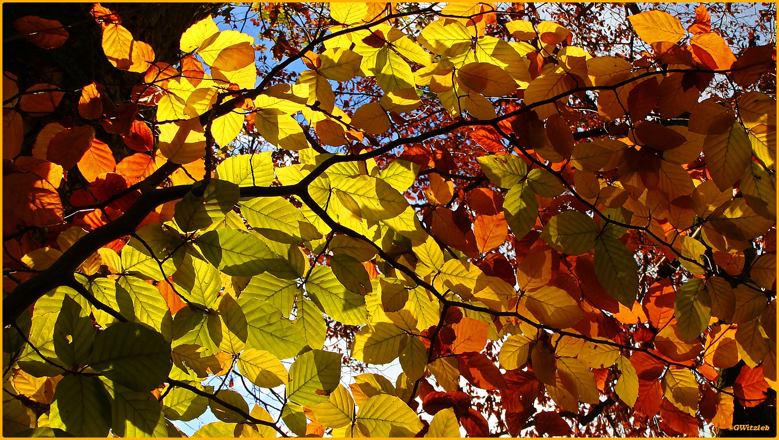 Dernières couleurs avant l'hiver / Die letzten Farben vor dem Winter