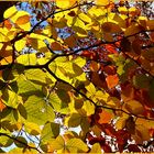 Dernières couleurs avant l'hiver / Die letzten Farben vor dem Winter