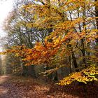 " Derniéres couleurs d'automne "