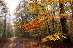 " Derniéres couleurs d'automne "