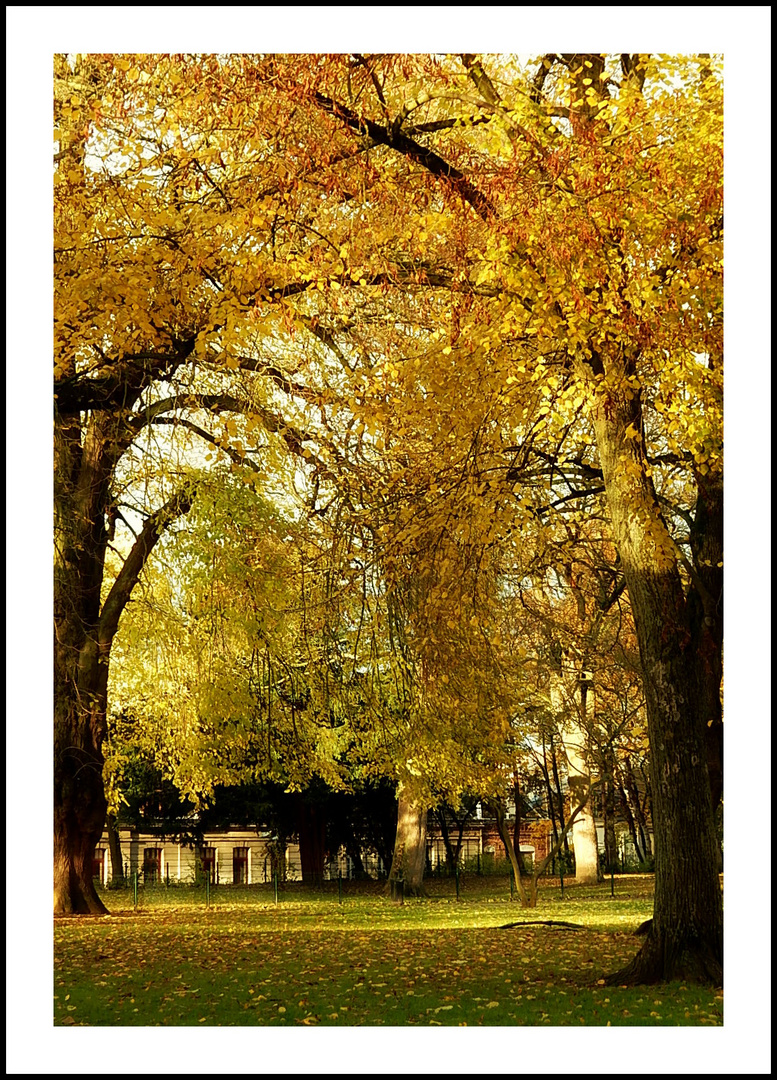 Dernières couleurs d'automne