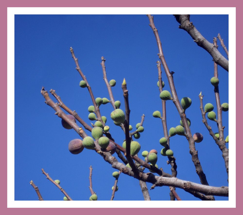 dernières figues !