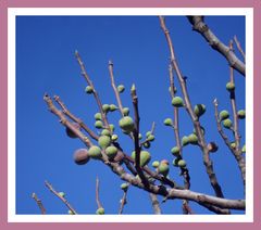 dernières figues !