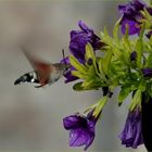 *dernières fleurs*