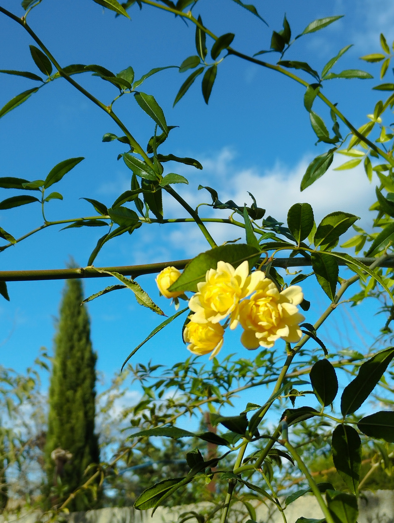 dernières fleurs ?