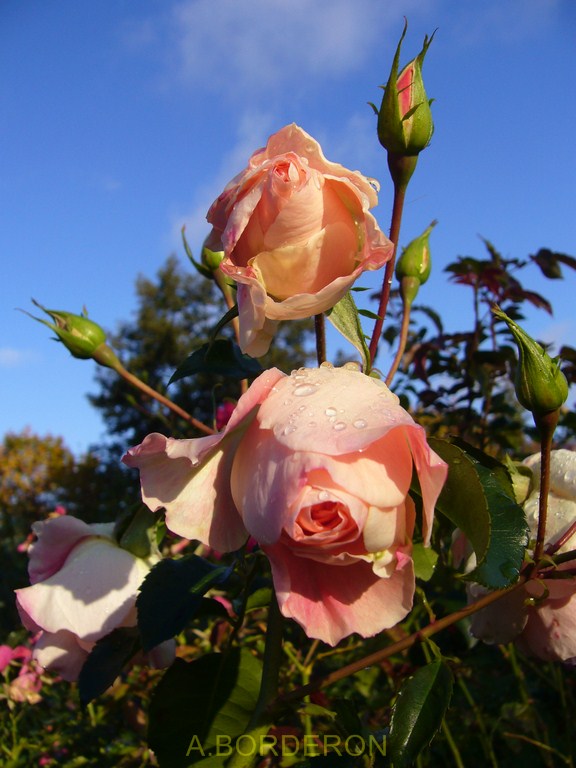 dernières roses 2012