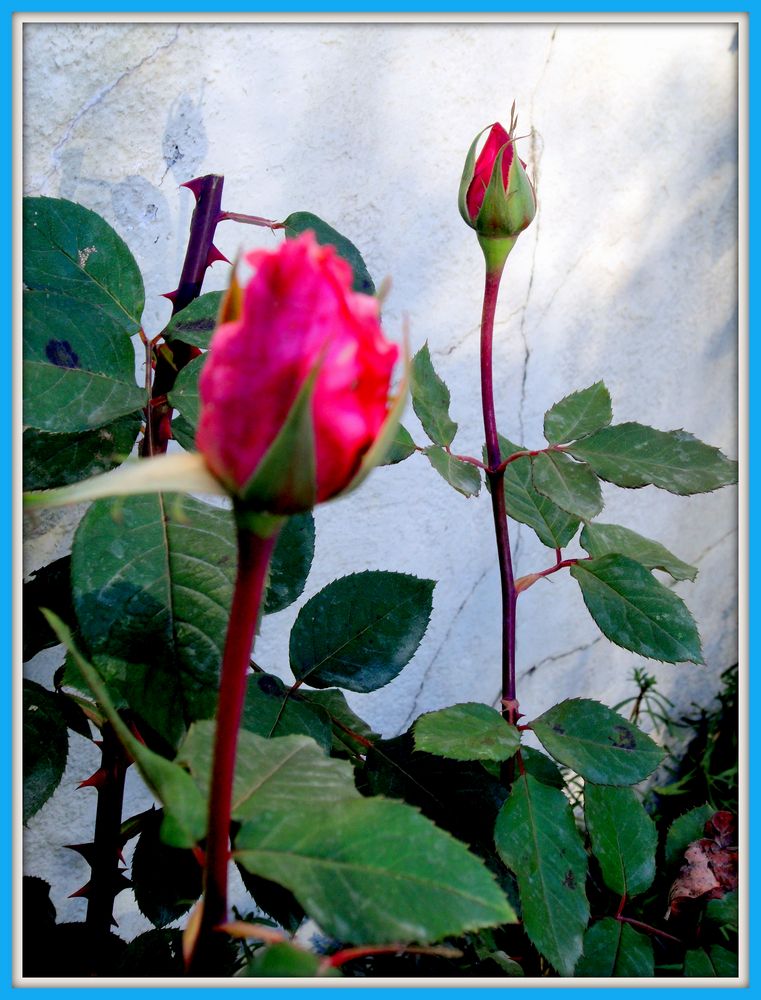 Dernières Roses du jardin .....