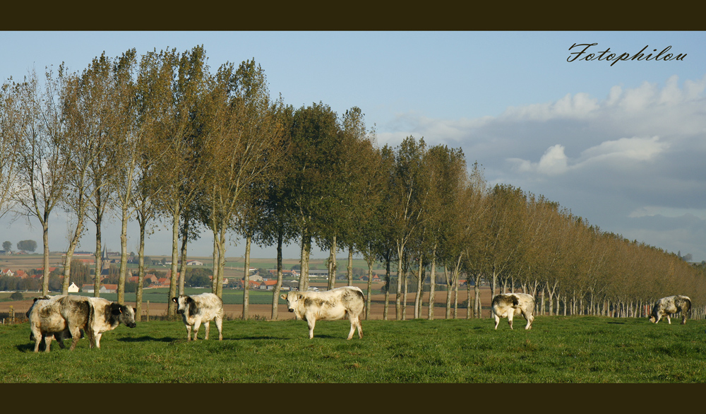 Derniers beaux jours avant l'étable !