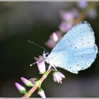 Derniers jours de soleil