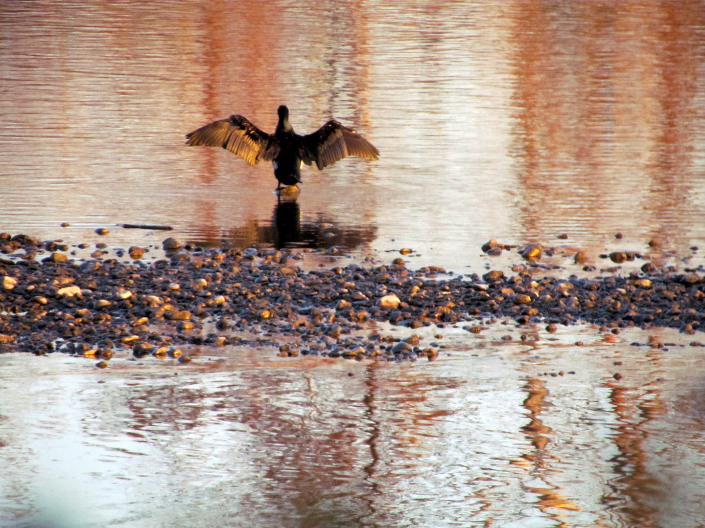 Derniers rayons de soleil sur un cormoran