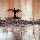 Derniers rayons de soleil sur un cormoran