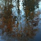 Derniers reflets d'automne