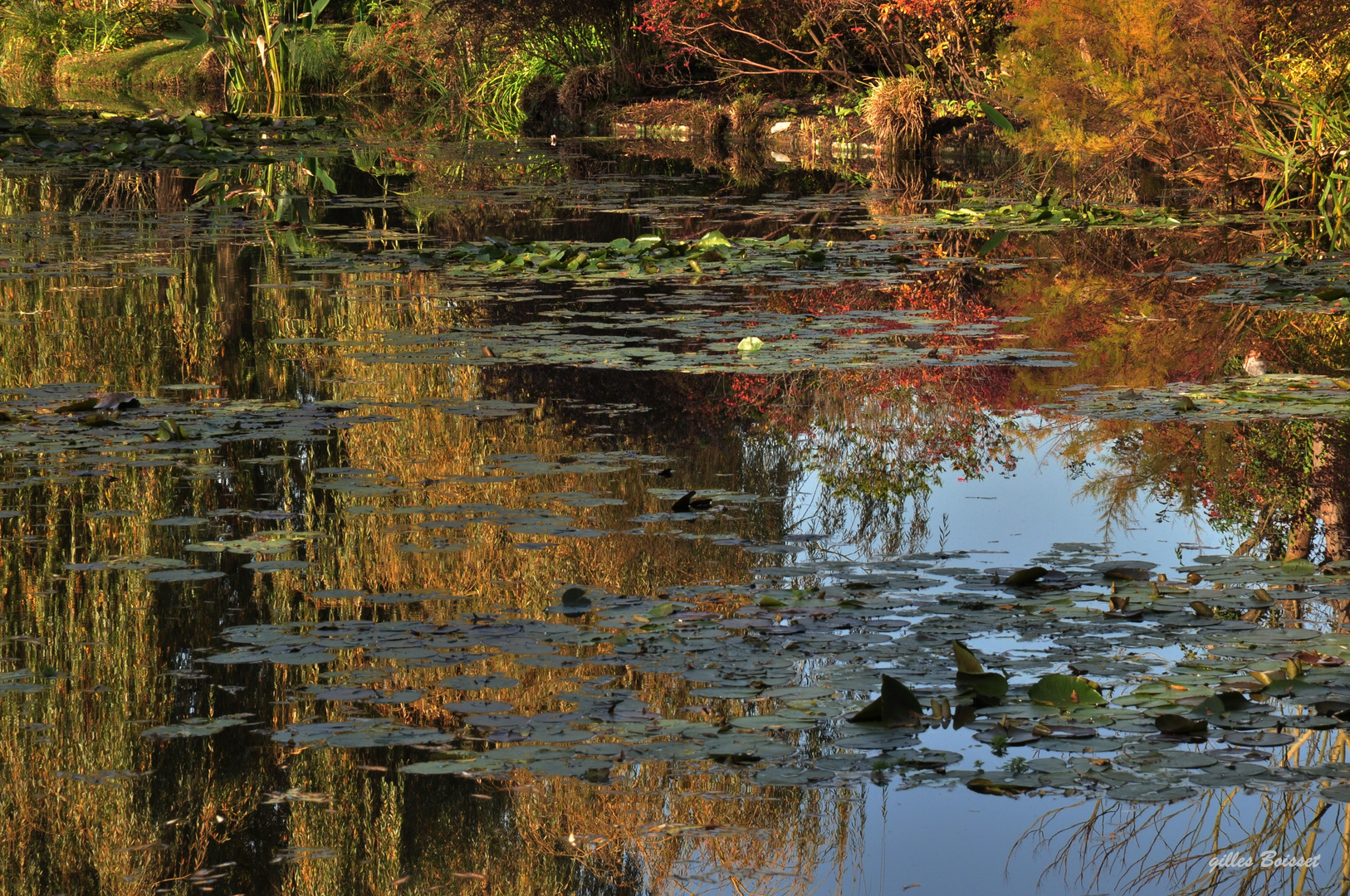 derniers reflets sur l'étang des nymphéas