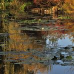 derniers reflets sur l'étang des nymphéas