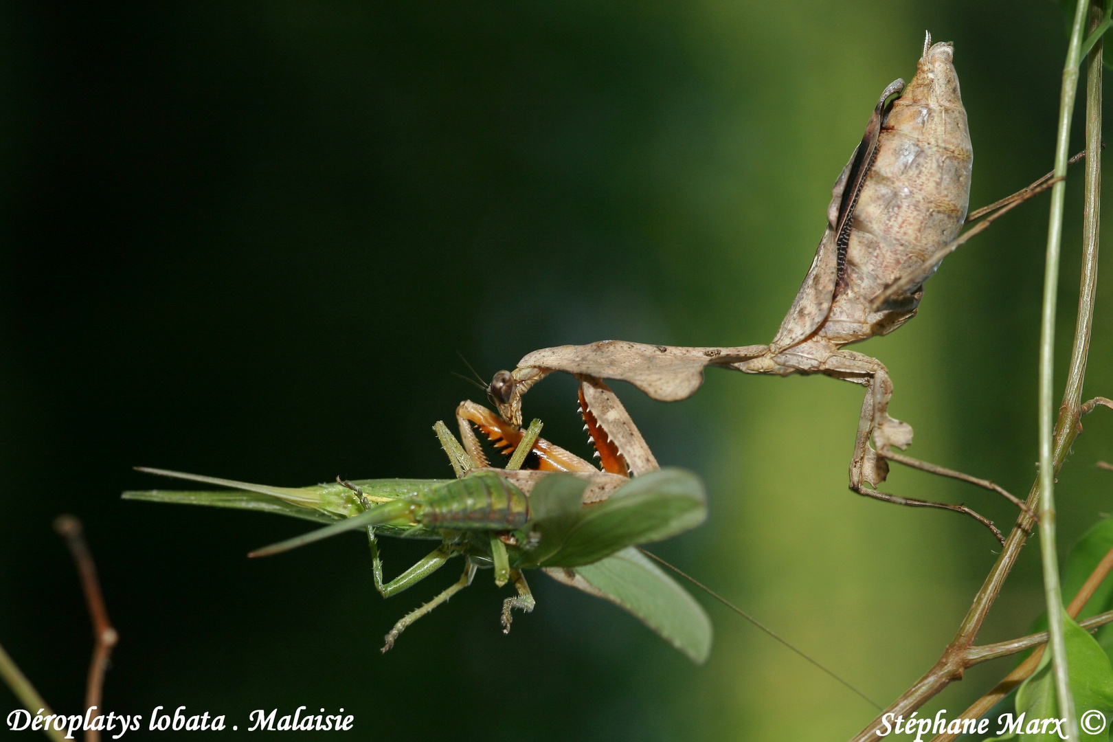 Deroplatys lobata