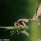 Deroplatys lobata