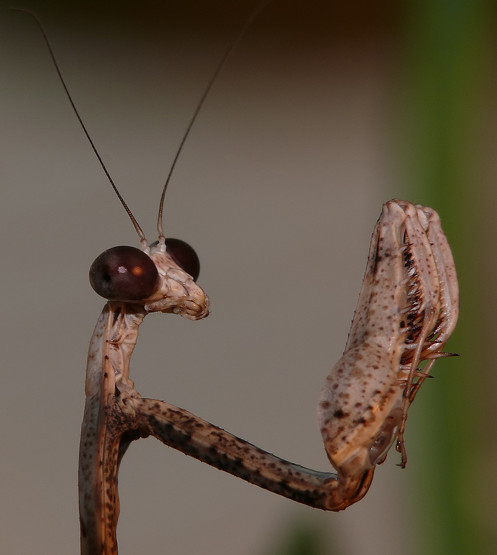 ° Deroplatys trigonodera °