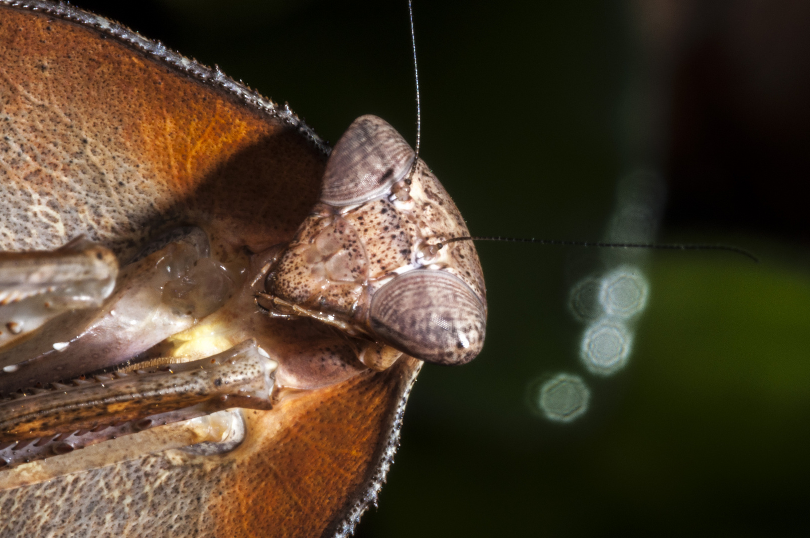 Deroplatys truncata