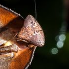 Deroplatys truncata