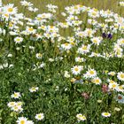 derParkplatz am See ist übersät mit Blumen