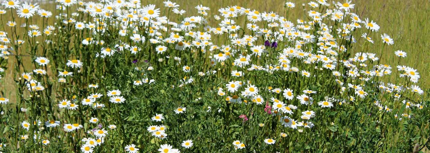 derParkplatz am See ist übersät mit Blumen