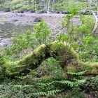 Derreen Gardens Lauragh, Beara Peninsula