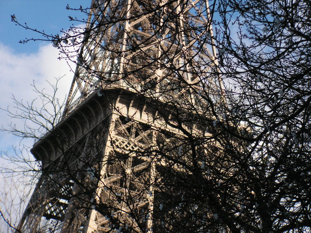 Derrière les arbres