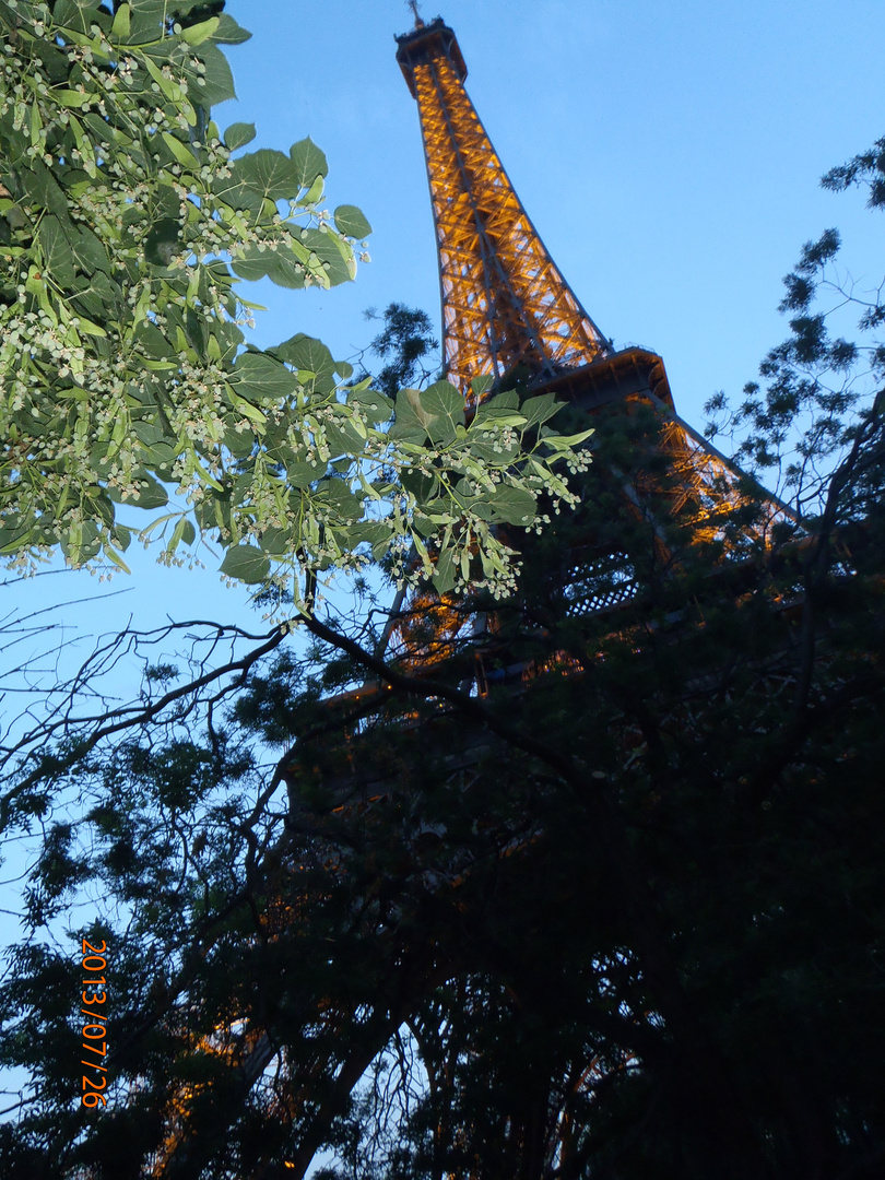 derrière les arbres