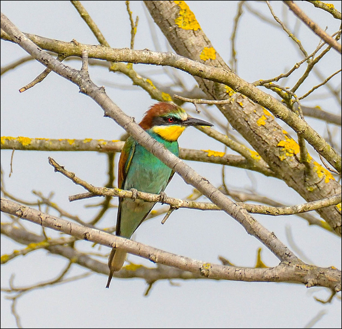 Derrière les branches