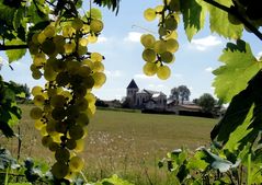 Derrière les raisins... mon village