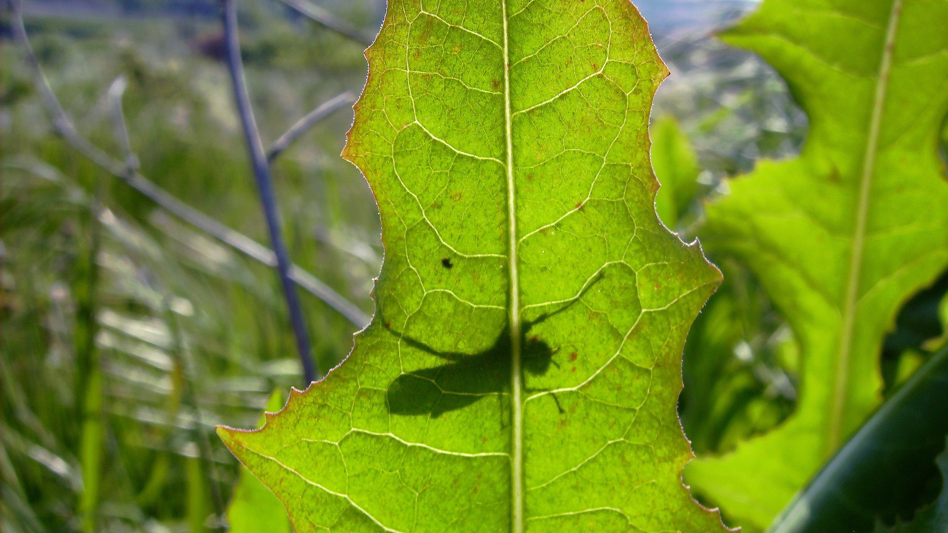 Derrière une feuille.