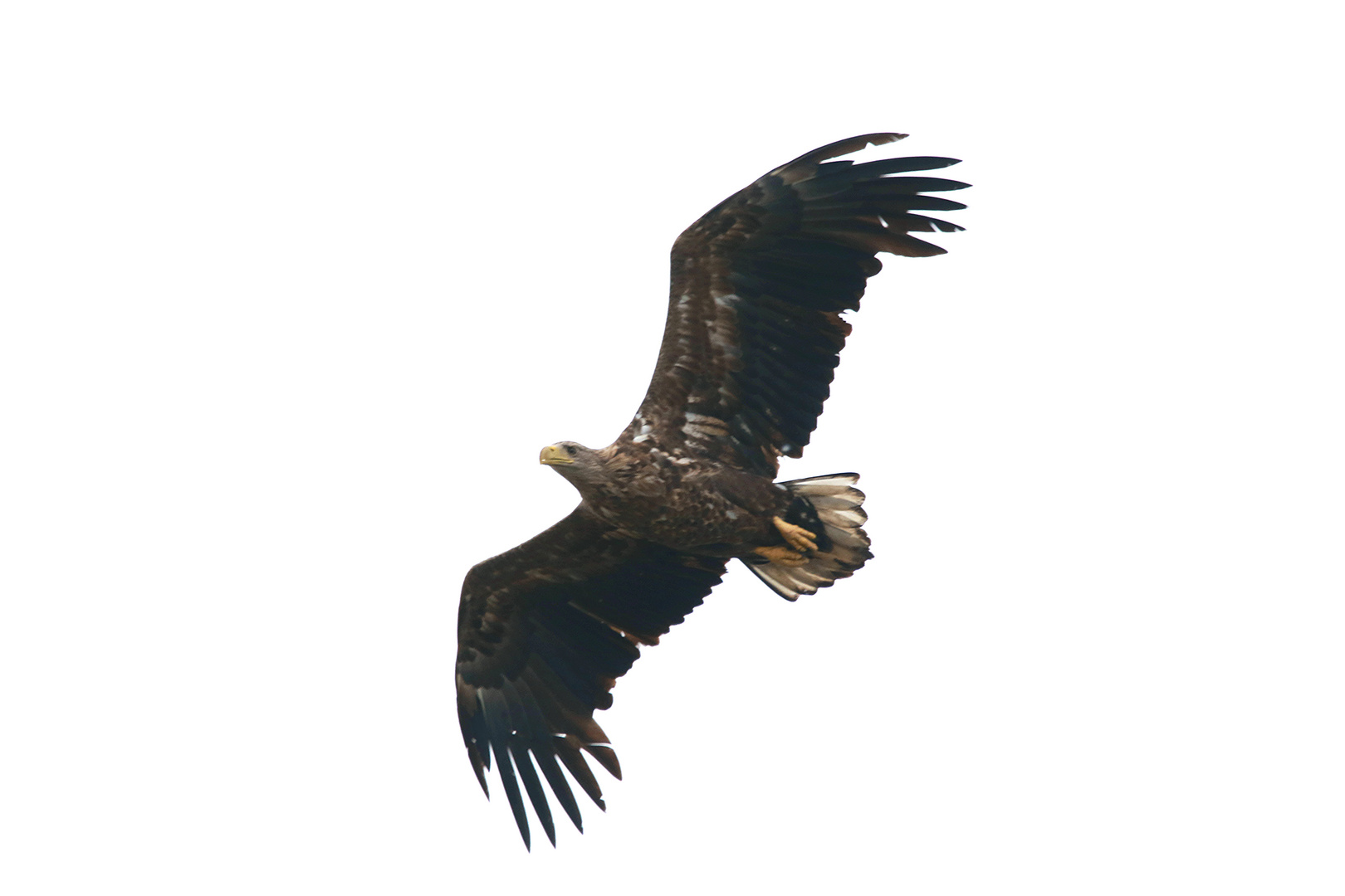 DerSeeadler, König unserer Lüfte 