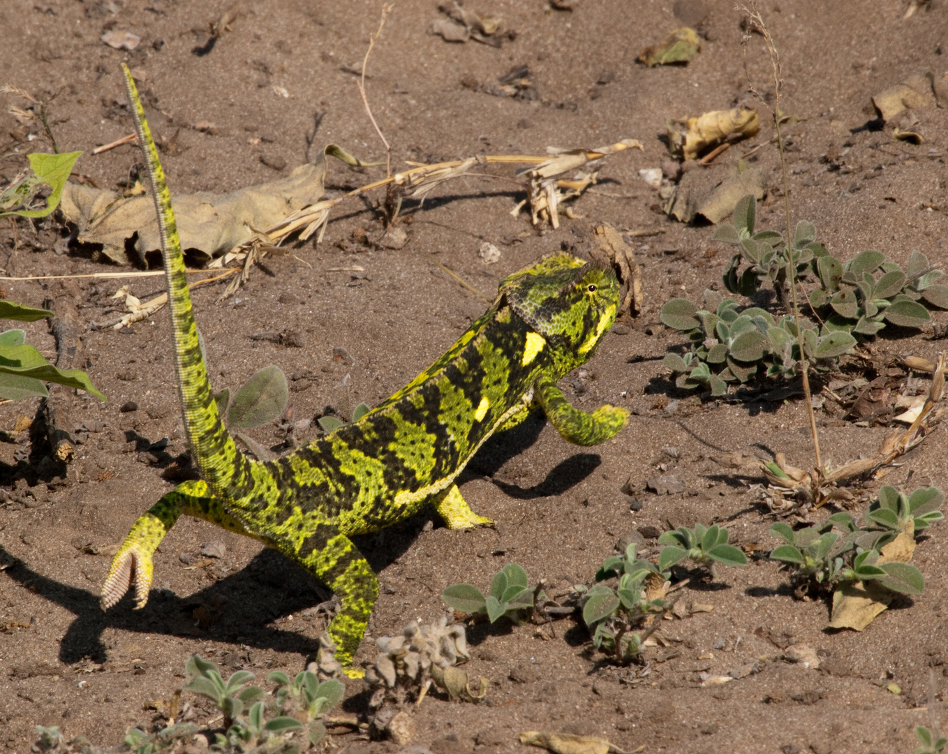 Derselbe Mini Drache von der anderen Seite (er verkleidet sich gerade...)