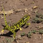 Derselbe Mini Drache von der anderen Seite (er verkleidet sich gerade...)