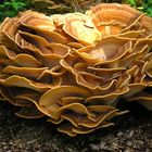 Derselbe Pilz im gleichen Herbst