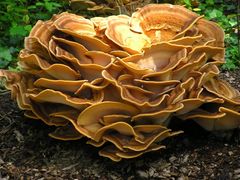 Derselbe Pilz im gleichen Herbst