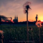 Der_Sonnenuntergang_in_Köln[1]