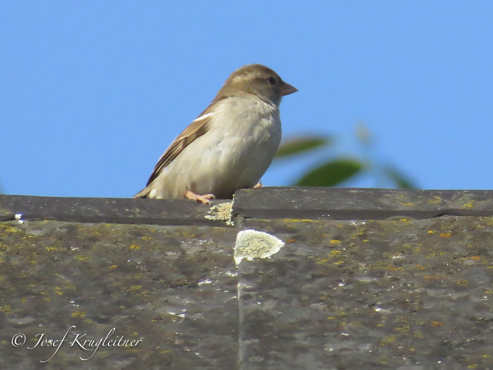 DerSpatz auf dem Dach