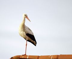 "Der"Storch von Seehausen - Uckermark