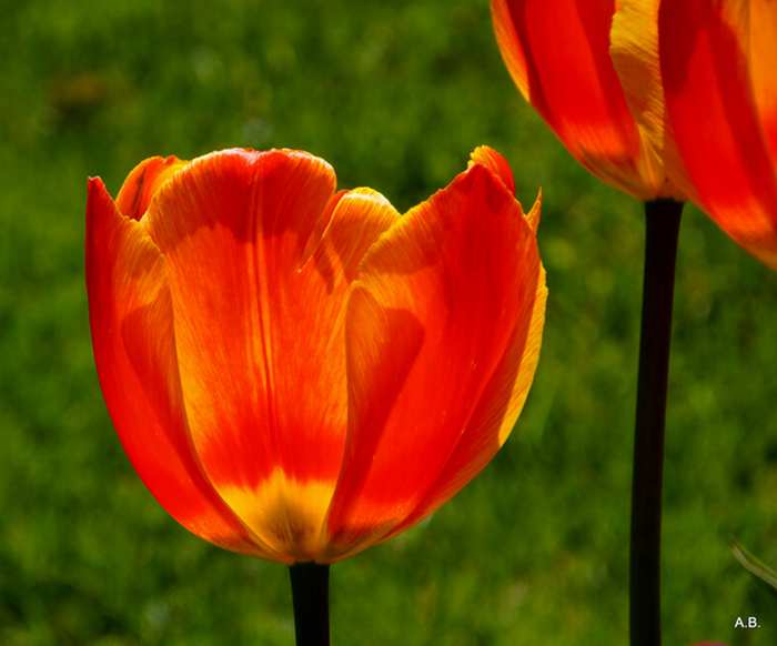 derzeit im Bot. Garten in München&hellip; Foto &amp; Bild
