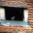 Derzeit kein Flugwetter… gääähn.