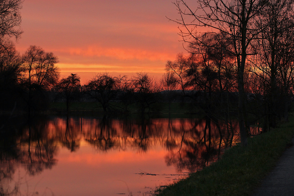 Des Abends in den Rheinauen